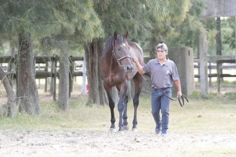 BUNDIBUNAN (USA) se incorpora a la Padrillera del Haras